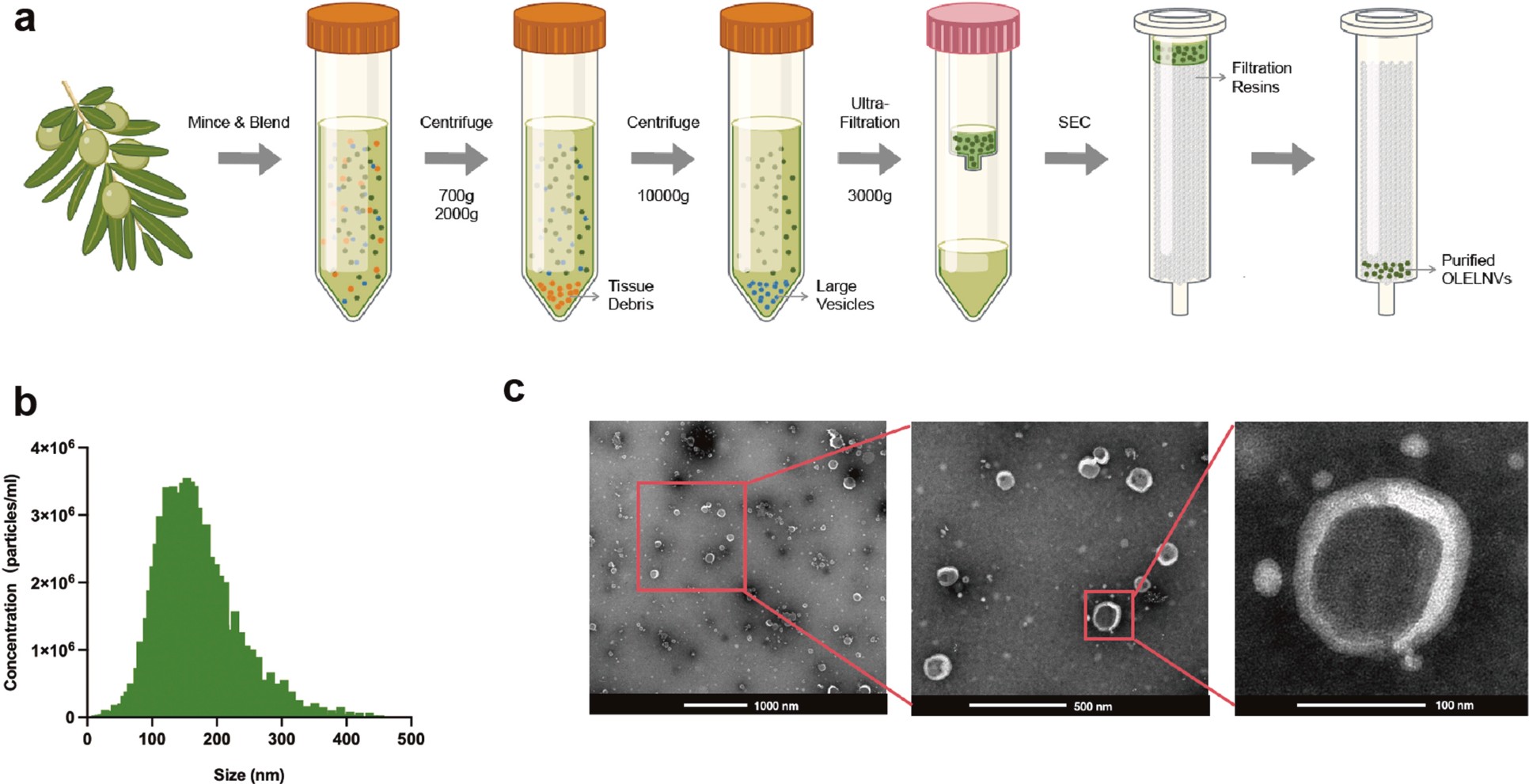 Exosome-like nanovesicles derived from Olea europaea leaves (OLELNVs) isolated by ultrafiltration and SEC, characterized by Zetaview and TEM for size and morphology.